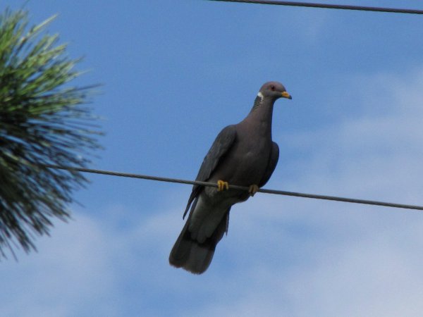 Photo (15): Band-tailed Pigeon