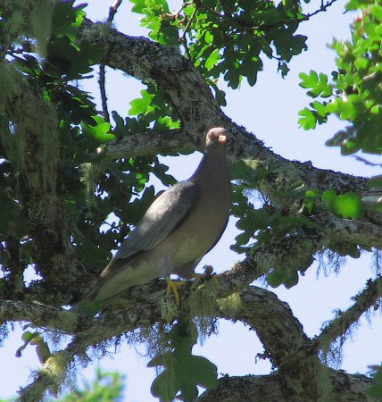 Photo (20): Band-tailed Pigeon