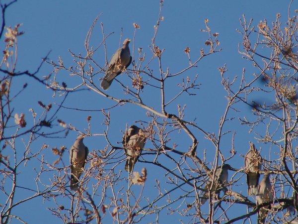 Photo (22): Band-tailed Pigeon