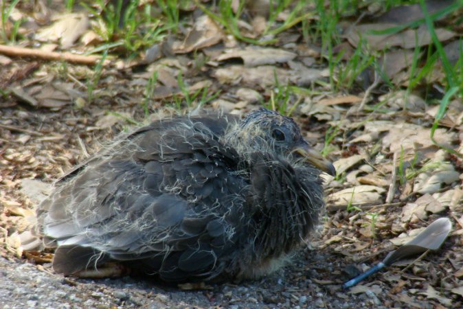 Photo (24): Band-tailed Pigeon