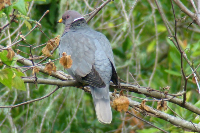 Photo (2): Band-tailed Pigeon
