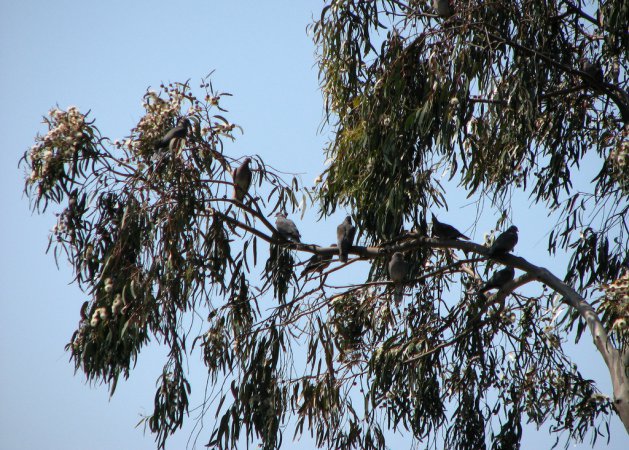 Photo (23): Band-tailed Pigeon