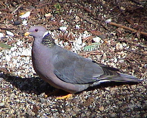 Photo (18): Band-tailed Pigeon