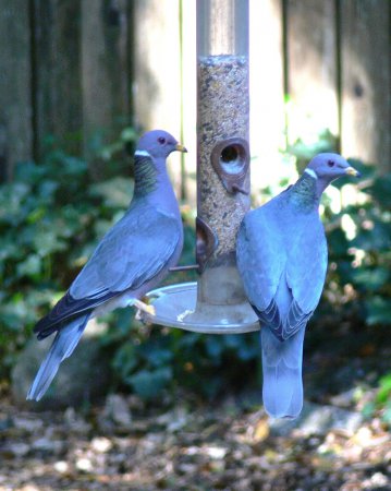 Photo (9): Band-tailed Pigeon