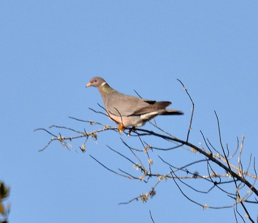 Photo (17): Band-tailed Pigeon