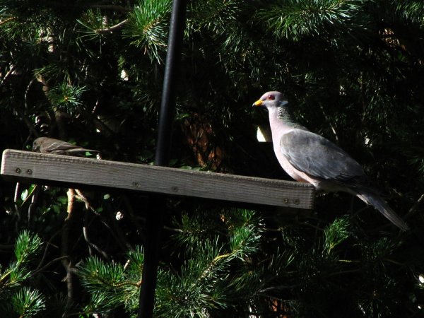 Photo (16): Band-tailed Pigeon