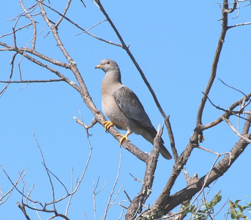 Photo (13): Band-tailed Pigeon