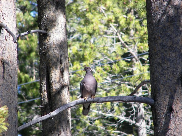Photo (6): Band-tailed Pigeon