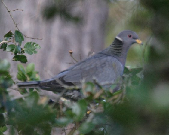 Photo (21): Band-tailed Pigeon