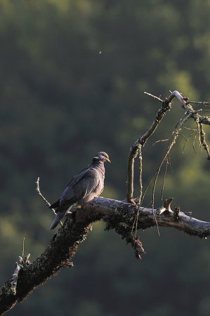 Photo (11): Band-tailed Pigeon