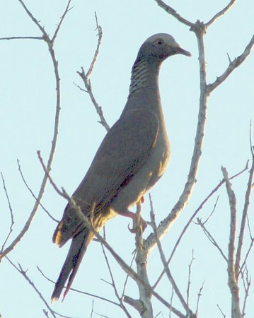 Photo (2): White-crowned Pigeon