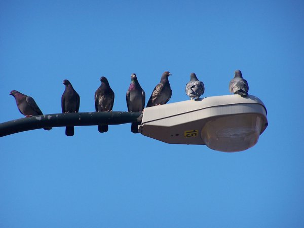 Photo (13): Rock Pigeon