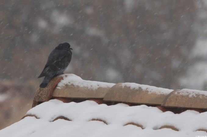 Photo (22): Rock Pigeon