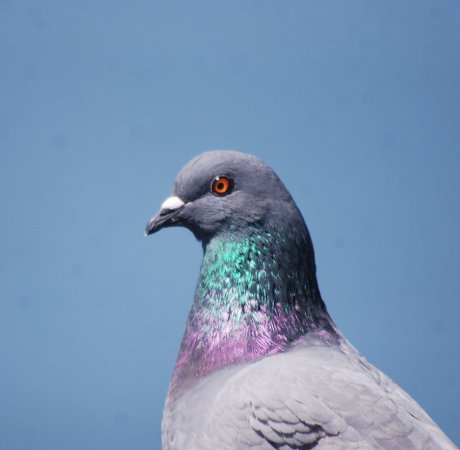 Photo (19): Rock Pigeon
