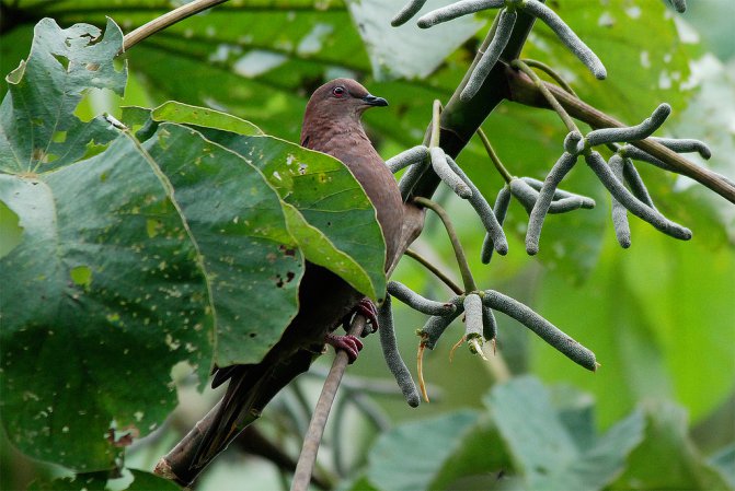 Photo (2): Short-billed Pigeon