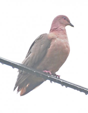 Photo (4): Short-billed Pigeon