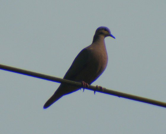 Photo (4): Ruddy Pigeon