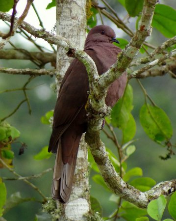 Photo (2): Ruddy Pigeon