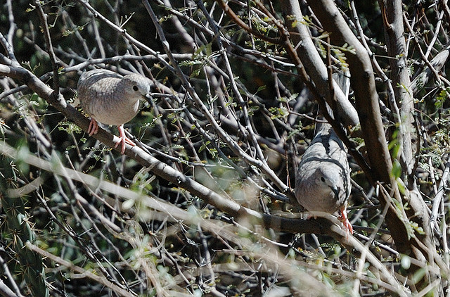 Photo (14): Inca Dove
