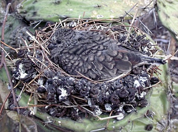 Photo (24): Inca Dove