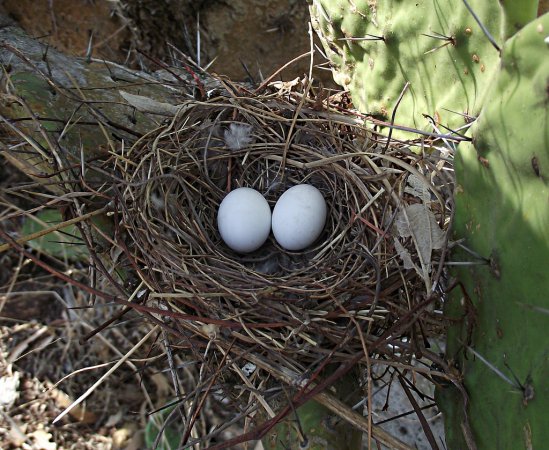 Photo (25): Inca Dove