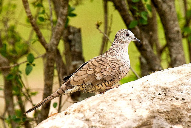 Photo (8): Inca Dove