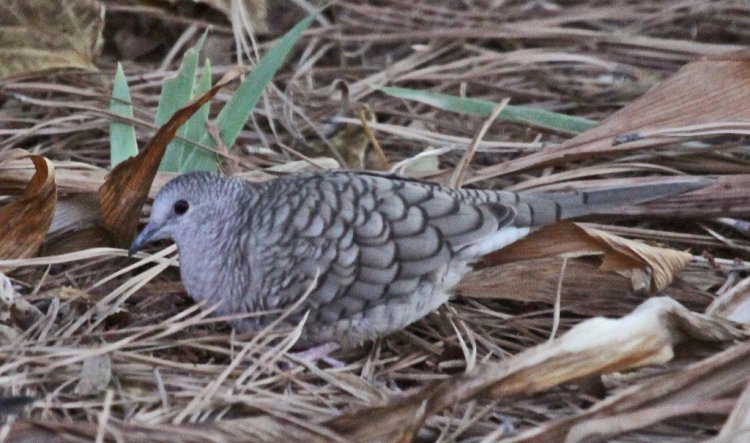 Photo (19): Inca Dove