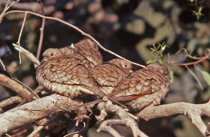 Photo (4): Inca Dove