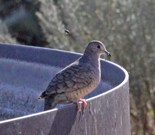 Photo (21): Inca Dove