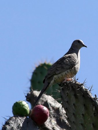 Photo (20): Inca Dove