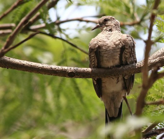 Photo (16): Inca Dove