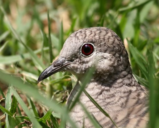 Photo (9): Inca Dove