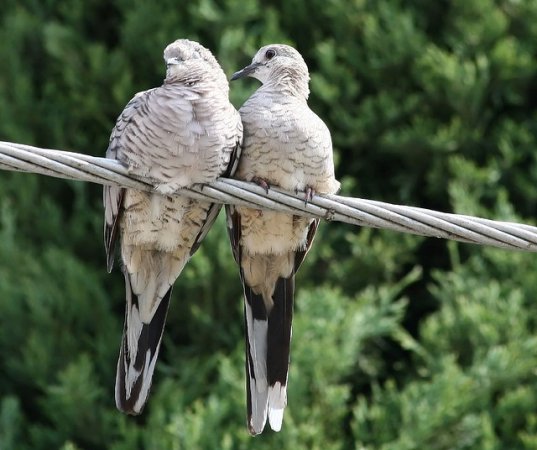 Photo (10): Inca Dove