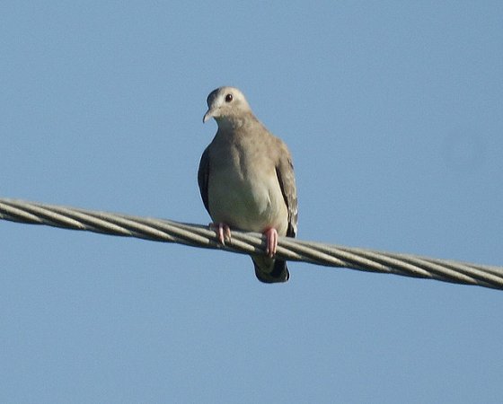 Photo (3): Plain-breasted Ground Dove