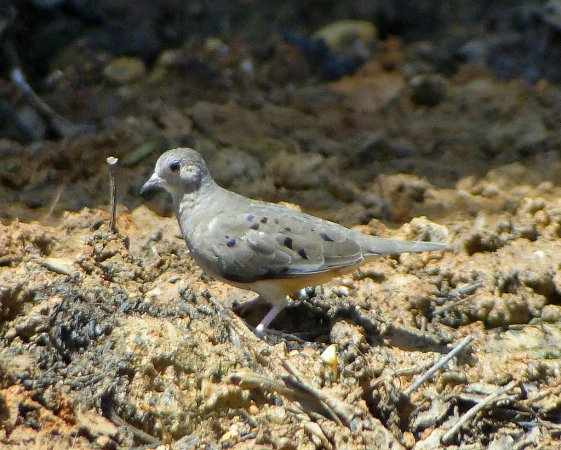 Photo (2): Plain-breasted Ground Dove