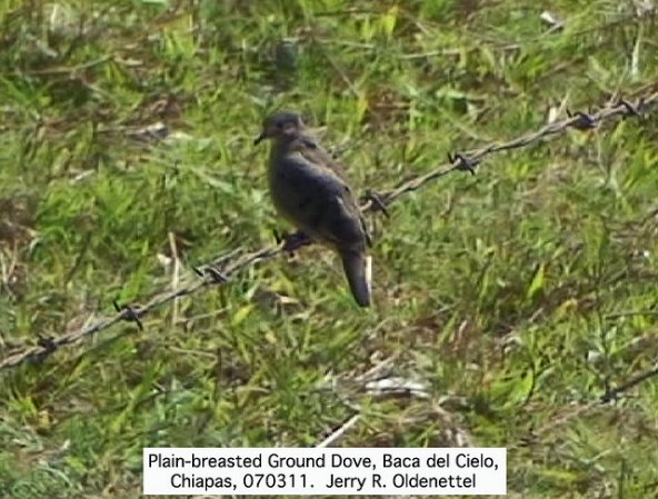 Photo (5): Plain-breasted Ground Dove