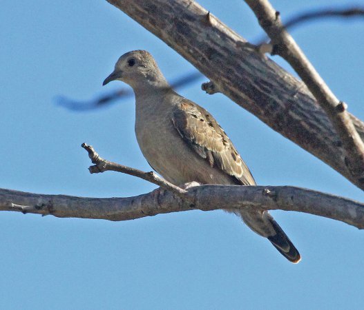 Photo (1): Plain-breasted Ground Dove