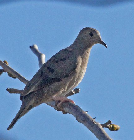 Photo (4): Plain-breasted Ground Dove