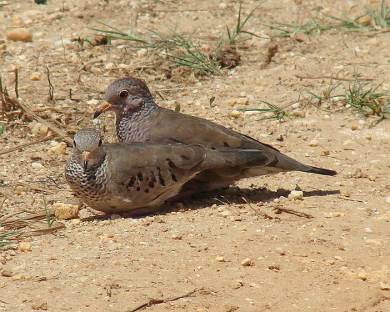 Photo (3): Common Ground-Dove