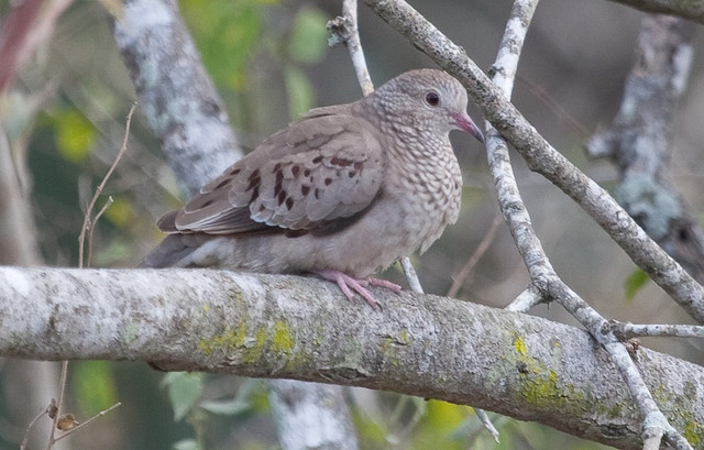 Photo (4): Common Ground-Dove