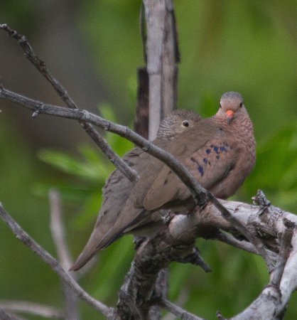 Photo (13): Common Ground-Dove