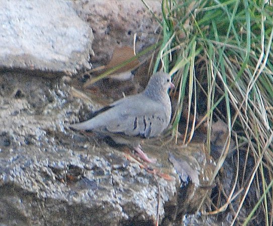 Photo (18): Common Ground-Dove