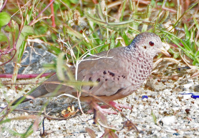 Photo (12): Common Ground-Dove