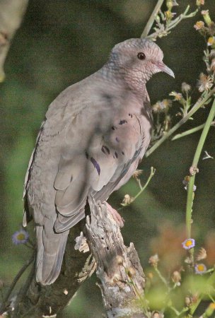 Photo (16): Common Ground-Dove