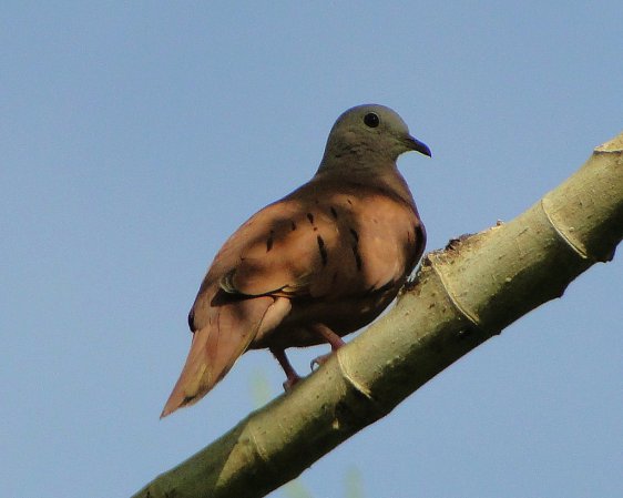 Photo (10): Ruddy Ground-Dove