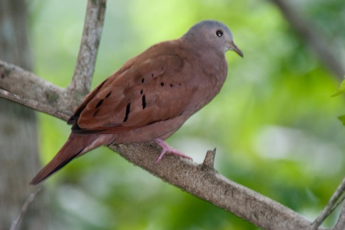 Photo (11): Ruddy Ground-Dove