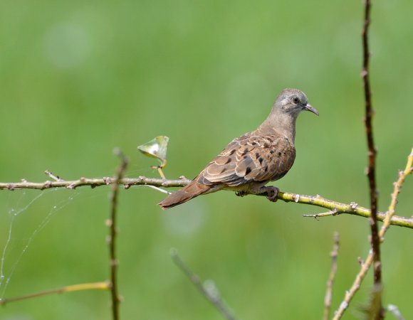 Photo (18): Ruddy Ground-Dove