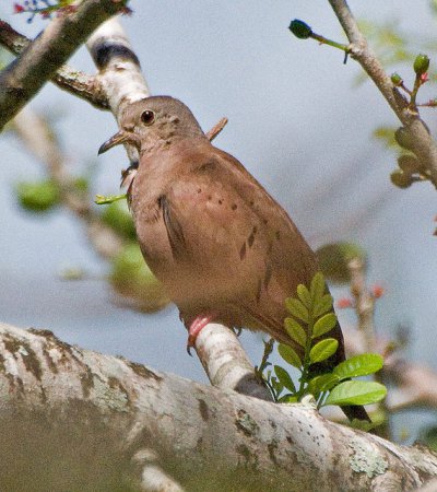 Photo (16): Ruddy Ground-Dove