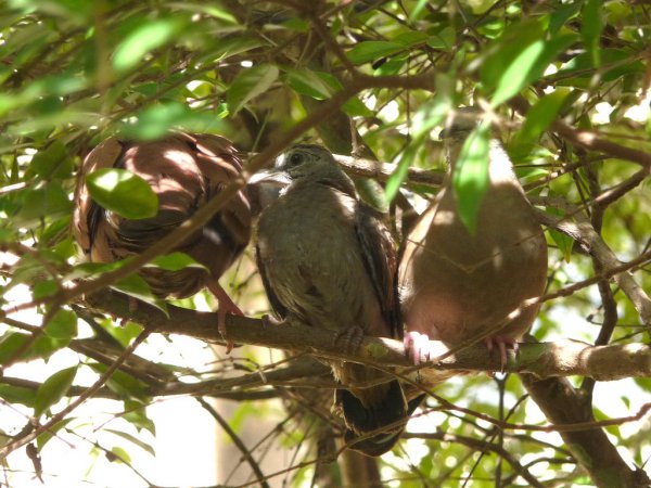 Photo (19): Ruddy Ground-Dove