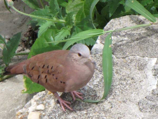 Photo (13): Ruddy Ground-Dove